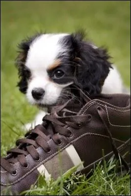 Pourquoi dtruit-il vos chaussures ?