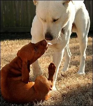 Pourquoi se met-il sur le dos lorsqu'un autre chien approche ?