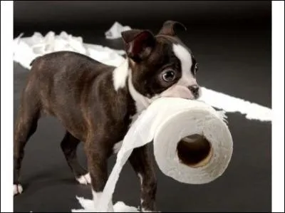 Pourquoi mange-t-il ses crottes ?