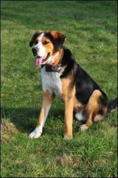 Pourquoi se frotte-t-il le derrire au sol ?