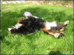 Pourquoi se roule-t-il dans les charognes ?