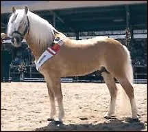 Quelle est la race de ce cheval ?