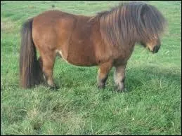 Quelle est la race de ce cheval ?