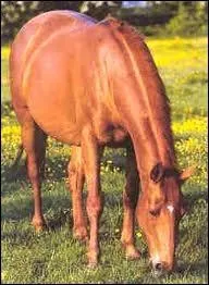 Quelle est la robe de ce cheval ?