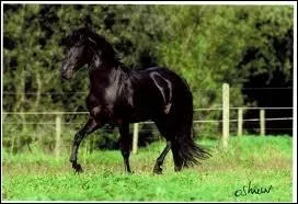 Quelle est la robe de ce cheval ?