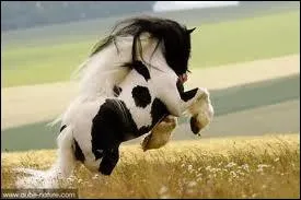 La robe de ce cheval est  palomino 