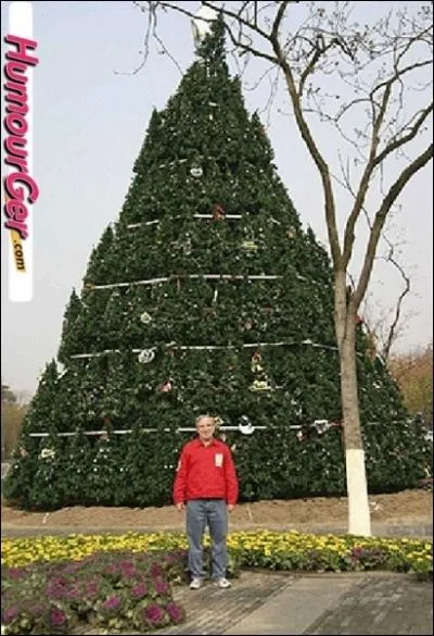 Voici le plus grand sapin de Nol du monde...