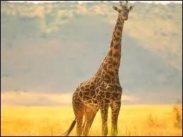 Comment s'appelle cet animal ?