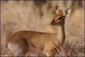 Comment s'appelle cet animal ?