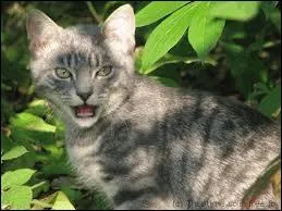 De quel animal s'agit-il ?