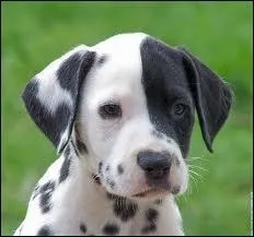 Comment se nomme cet animal ?