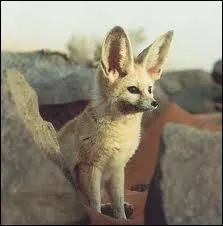 Comment s'appelle cet animal ?