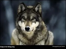 Comment cet animal s'appelle-t-il ?