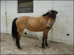 Quelle robe cette ponette possde-t-elle ?