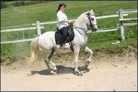 Quelle est cette figure de dressage ?