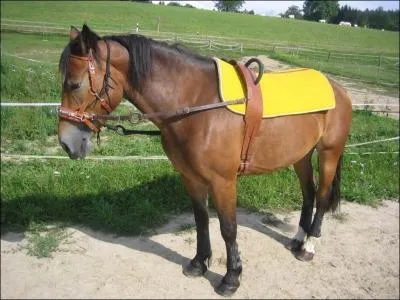 Pour quelle discipline ce cheval est-il quip ?