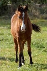 Quiz Chevaux