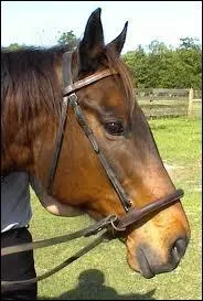 Comment appelle-t-on ce que ce cheval porte ?