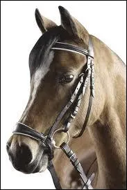 Quel est ce genre de muserolle ?