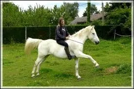 Quelle est cette figure de dressage ?