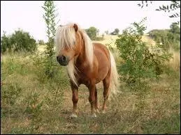 Quelle est la robe de ce poney ?
