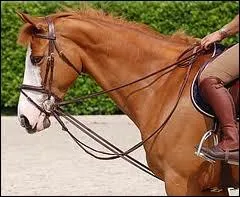 Qu'est-ce que ce cheval porte ?