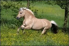 Quel est le mcanisme du galop  main droite ?