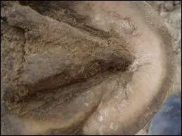 Que-ce qu'une bleime ?