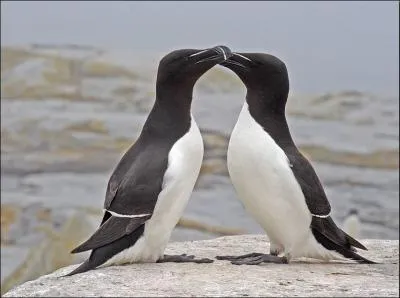 Quel animal vole parmi ces rponses ?