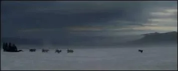 Combien y a-t-il de chiens de tranau ?