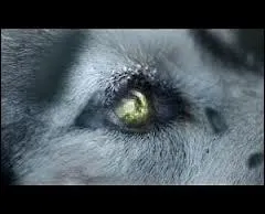 Quand le loup a les yeux verts, que se passe-t-il ?