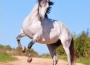 Quiz Races de chevaux et de poneys - QCM