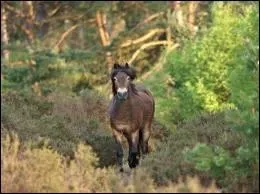 Et de celui-ci ? (cliquez pour agrandir ! )