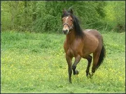 Joli poney de race... .