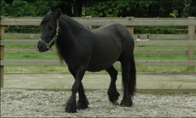 Quelle est la race de ce cheval ?
