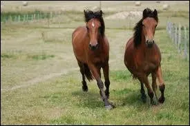 Des jeunes poneys de race...