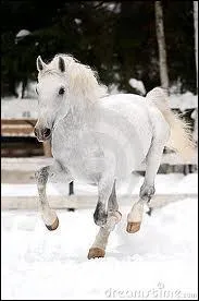 Quelle est la race de ce cheval dans la neige ?