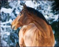 Quelle est la race de ce cheval ?