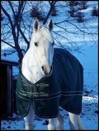 Joli cheval dans la neige de race... .