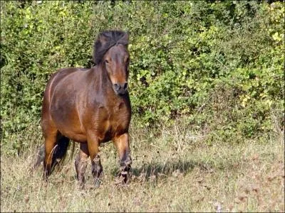 Quelle est la race de ce poney ?