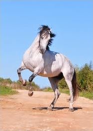 Quiz Poneys