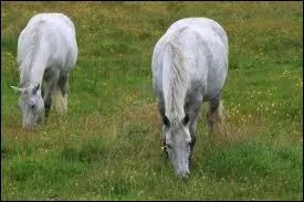 Quelle sont les robes de ces chevaux ?