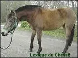 Quelle est la robe de ce cheval ?