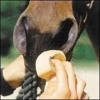 Que voit-on sur la photo ?