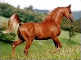 Comment s'appelle la robe de ce cheval ?