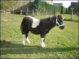 Comment s'appelle la robe de ce cheval ?