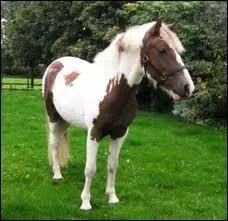 Quelle est la robe de ce cheval ?