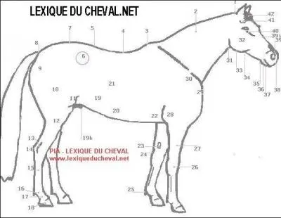 La partie 2 du cheval est la nuque du cheval.