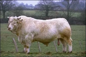 Quelle est cette race de taureau ?