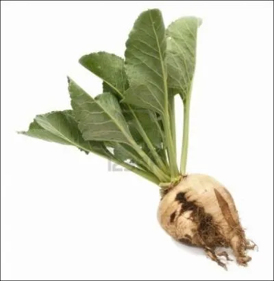 Quelle est cette variété de betterave ?